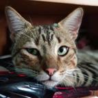 Gato - Macho (Encontrado)