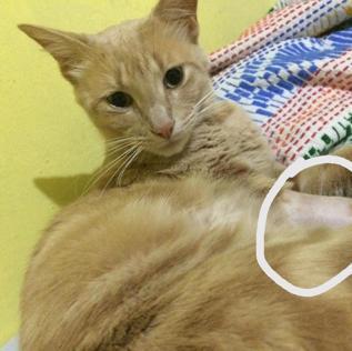 kutt (Perdido)
