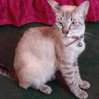 kumi (Perdido)