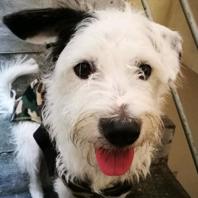 Bosco (Perdido)