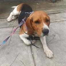 Perro - Macho (Encontrado)