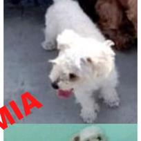 mía (Facebook mía coluchi) (Perdido)